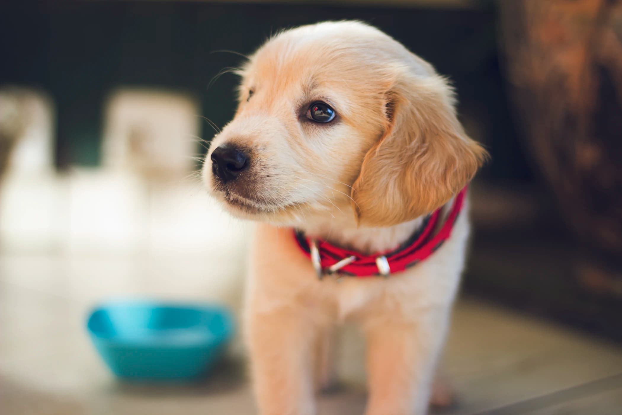 Picture of the Dog